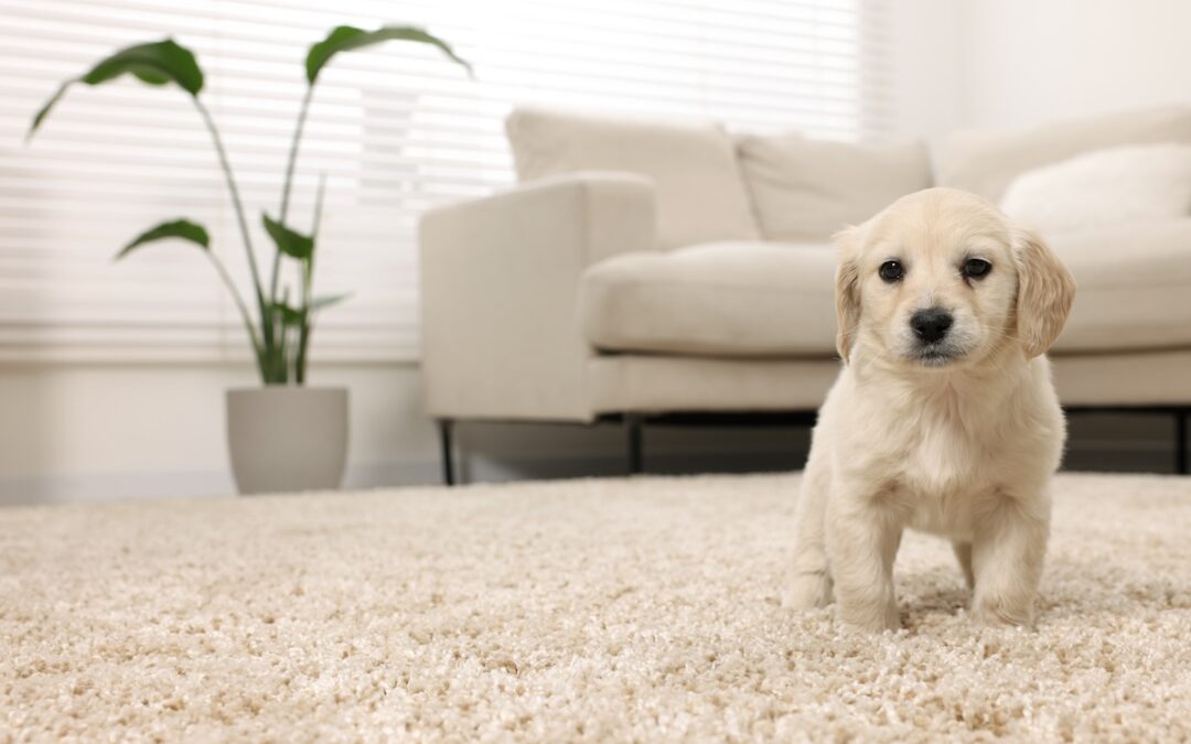 pet odor removal carpet cleaning
